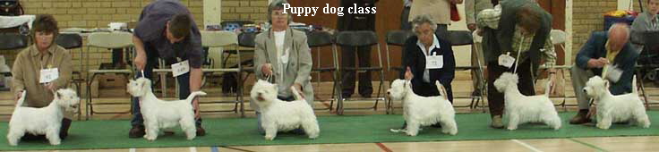 Puppy dog class
