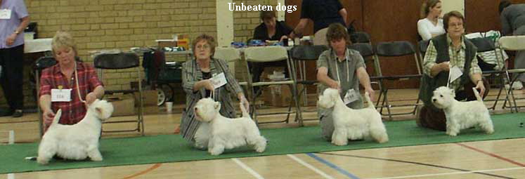 Unbeaten dogs