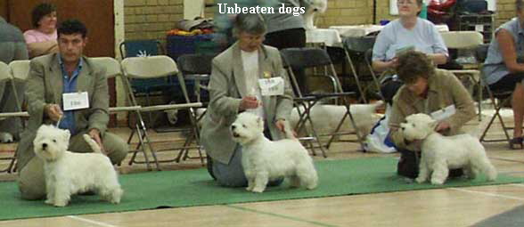 Unbeaten dogs