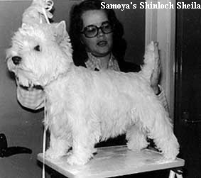 Samoya's Shinloch Sheila