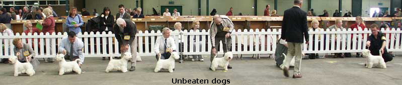 UnbeatenDogs1