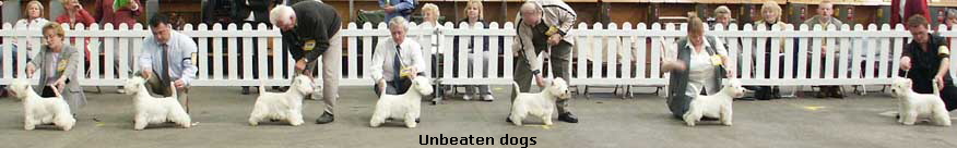 UnbeatenDogs2