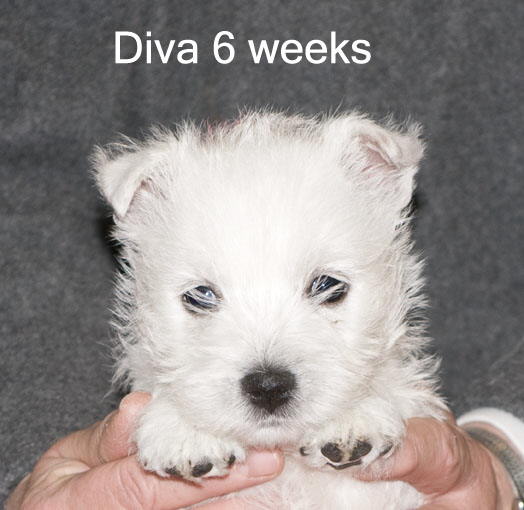 6WeeksDivaSitWeb